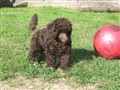 IMG_2795.JPG